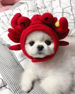 💘 собака, краб, шляпа, питомец, животное, милый telegram sticker
