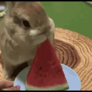 🍉 conejo, conejito, sandía, animal, lindo whatsapp sticker