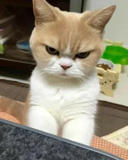 ‼️ Katze, wütend, stirnrunzelnd, süß, Haustier telegram sticker