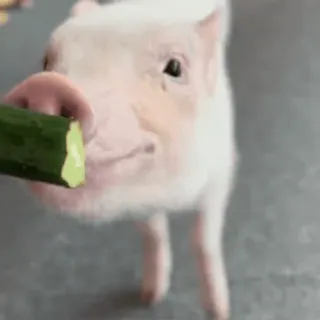 🐽 whatsapp sticker