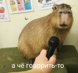 🎤 а чё говорить-то Capybara, Microphone, Animal, Ronfgeur, Discours whatsapp sticker