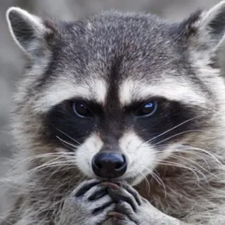 😈 mapache, animal, lindo, mamífero, fauna telegram sticker