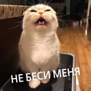 😕 НЕ БЕСИ МЕНЯ gatto, divertente, meme, animale whatsapp sticker
