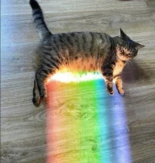 🌈 chat, arc-en-ciel, lumière, animal, animal de compagnie telegram sticker