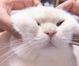 😐 cat, white cat, pet, cute, animal, domestic animal, mammal telegram sticker