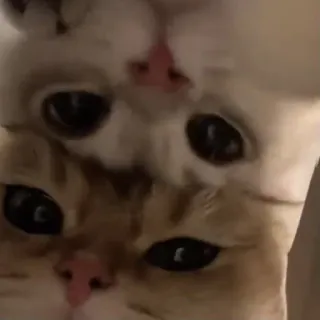 ❣️ gato, gatito, mascota, animal, lindo, gato doméstico telegram sticker
