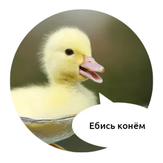 🖕 Ебись конём kaczka, zwierzę, żółty, słodki telegram sticker