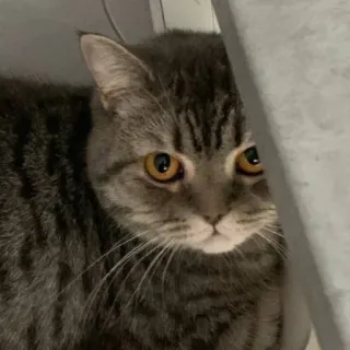 🐱 cat, animal, pet, domestic cat, gray, eyes whatsapp sticker