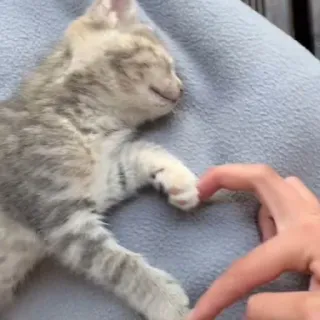 ❤️ 子猫, 猫, 睡眠, ハート, 愛, ペット telegram sticker