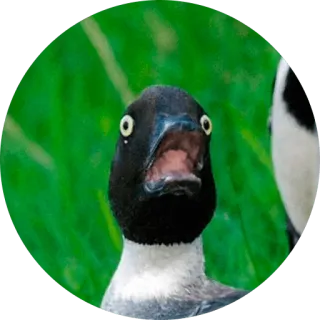 😱 오리, 새, 자연, 동물, 야생 동물, 웃긴 telegram sticker