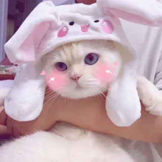 ✨ gato, coelho, fofo, animal, animal de estimação, kawaii, orelhas, chapéu telegram sticker