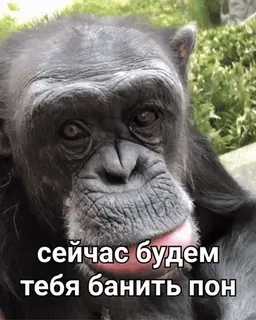 🐒 сейчас будем тебя банить пон 원숭이, 유인원, 동물, 금지, 웃긴 whatsapp sticker
