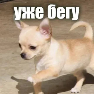 ⛹️ уже бегу chihuahua, dog, running, hurrying, pet, animal telegram sticker