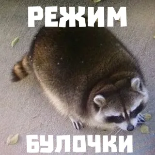 🥖 РЕЖИМ
БУЛОЧКИ mapache, animal, gracioso, mono, meme whatsapp sticker