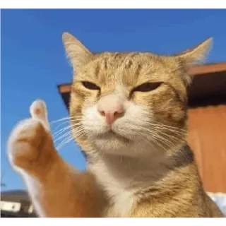 😀 cat, thumbs up, animal, positive, good, agreement, like telegram sticker