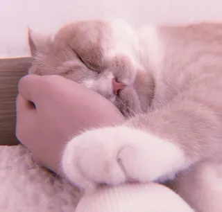 🌷 แมว, สัตว์เลี้ยง, สัตว์, นอน, น่ารัก, แมวบ้าน, สัตว์ตระกูลแมว telegram sticker
