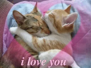 🍄 i love you cats, love, hugging, friendship, animals, pet, cute telegram sticker