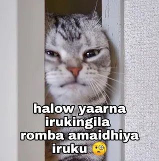 🧐 halow yaarna irukingila
romba amaidhiya iruku🧐 gato, meme, engraçado, animal, animal de estimação telegram sticker
