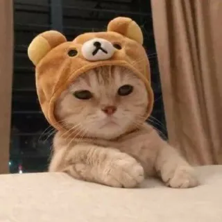 🥺 chat, animal, chaton, animal de compagnie, mignon, chapeau ours en peluche whatsapp sticker