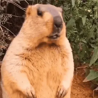 🦫 Dramatic Marmot Honey Badger/Dramatic Chipmunk viral video telegram sticker