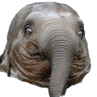 😨 voi, voi con, động vật, động vật hoang dã, dễ thương, động vật có vú telegram sticker