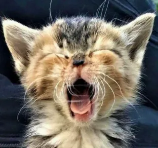 🎀 kitten, cat, yawning, animal, cute whatsapp sticker
