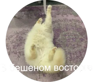 🤪 В бешеном восторге кот, русский, счастливый, взволнованный, радостный whatsapp sticker