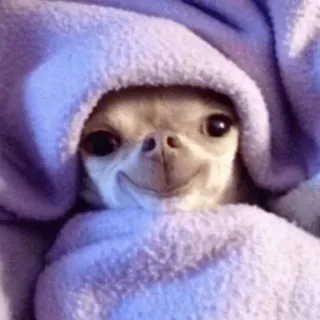 🙃 cane, chihuahua, cucciolo, carino, coperta, animale, animale domestico, sorridente telegram sticker