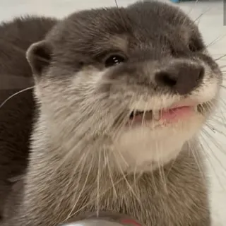 😫 Loutre, Animal, Mammifère, Mignon, Faune telegram sticker