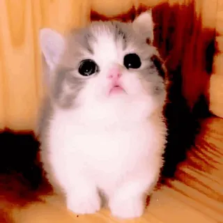 🥺 mèo, mèo con, dễ thương, động vật, thú cưng, xù lông, nhỏ telegram sticker