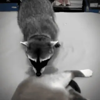 😘 mapache, animal, lindo, naturaleza whatsapp sticker