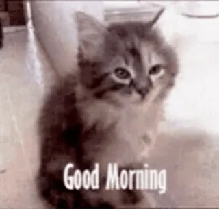 🌟 Good Morning cat, kitten, good morning, greeting, animal, pet, cute telegram sticker