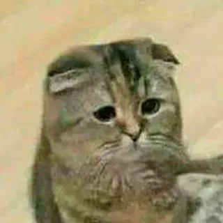 😥 chat, triste, animal, mème, mignon, animal de compagnie telegram sticker