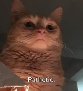 😐 Pathetic. кот, жалкий, мем, рыжий кот, смешной, животное telegram sticker
