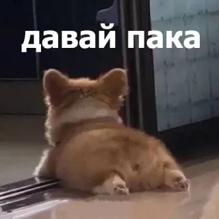 🤚 давай пака คอร์กี้, หมา, ลาก่อน, รัสเซีย, สัตว์เลี้ยง telegram sticker