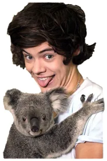 😜 Harry Styles Harry Styles, koala, singer, celebrity, animal, one direction telegram sticker