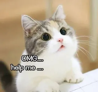😕 OMG.... help me .... kucing, anak kucing, lucu, binatang, hewan peliharaan, meme telegram sticker