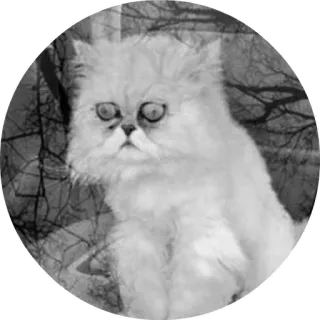 😣 chat, blanc, persan, animal, mignon telegram sticker