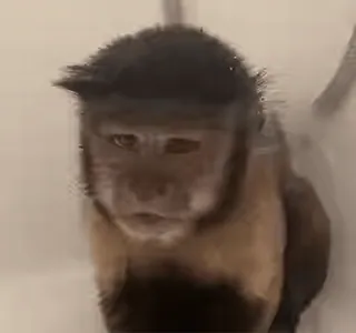 😢 macaco, animal, mamífero, primata, vida selvagem telegram sticker