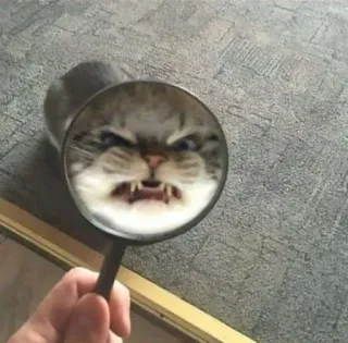 🥱 Katze, Lupe, wütend, Tier, lustig, Meme telegram sticker
