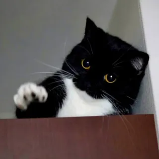 🫵 cat, black and white, pet, animal, domestic cat, tuxedo cat, funny whatsapp sticker