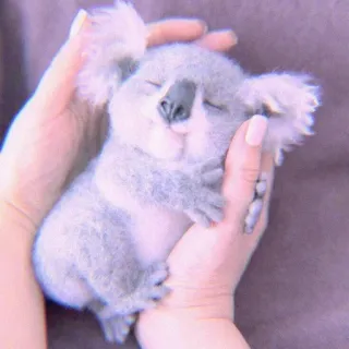 🍣 koala, animale, carino, mammifero, fauna selvatica, marsupiale telegram sticker