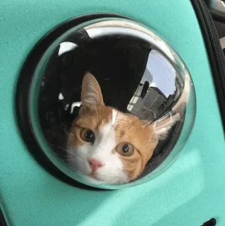 ⚡️ gato, transportín para mascotas, gato naranja, ventana burbuja, animal, gato doméstico telegram sticker