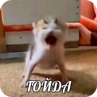 🐱 ГОЙДА kitten, cat, meme, animal, funny, angry telegram sticker