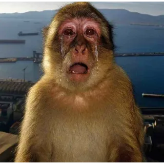 😭 monkey, crying, sad, meme, emotional, animal, tears telegram sticker