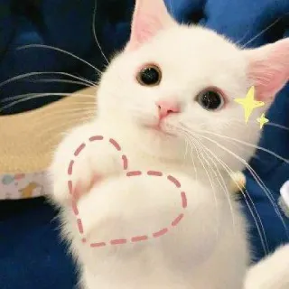 💗 chat, cœur, mignon, animal, chat blanc, kawaii, sticker whatsapp sticker