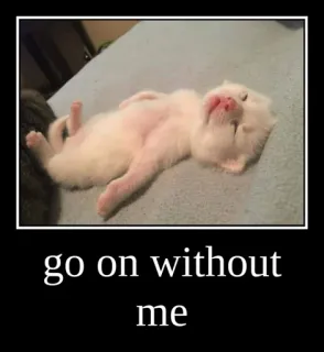 😴 go on without me cat, cute, meme, funny, lazy telegram sticker
