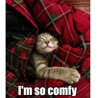 😌 I'm so comfy gato, cómodo, manta, lindo, adorable, acogedor, mascota, animal telegram sticker