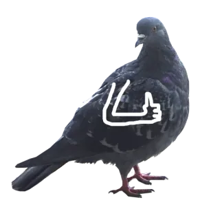 👍 비둘기, 새, 좋아요, 동물, 웃긴 telegram sticker