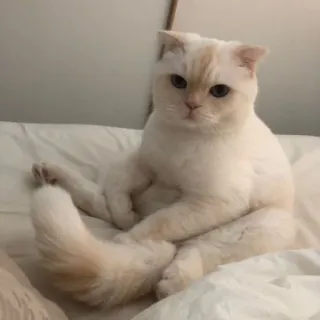 🪐 cat, white cat, pet, animal, domestic animal, feline, cute, sitting, laying down telegram sticker